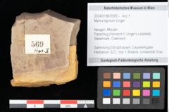 Foto (Objekt + Etikett) von Myrica lignitum Unger (NHMW-GEO-2024-0188-0569)